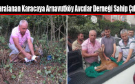 Yaralanan Karacaya Arnavutköy Avcılar Derneği Sahip Çıktı