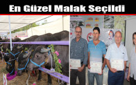 En Güzel Malak Seçildi