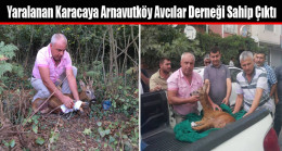 Yaralanan Karacaya Arnavutköy Avcılar Derneği Sahip Çıktı