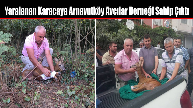 Yaralanan Karacaya Arnavutköy Avcılar Derneği Sahip Çıktı