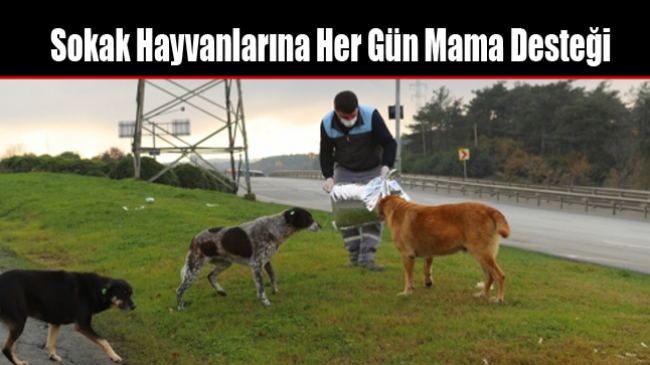 Sokak Hayvanlarına Her Gün Mama Desteği
